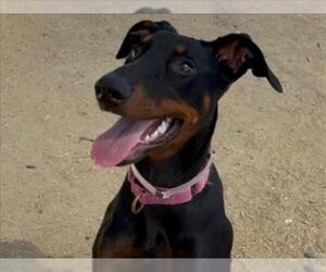 Doberman Pinscher Dogs for adoption in Martinez, CA, USA