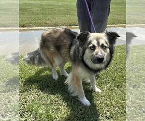 Australian Shepherd Dogs for adoption in Evansville, IN, USA