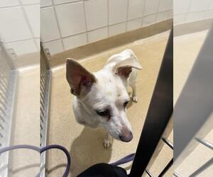 Chihuahua Dogs for adoption in Derwood, MD, USA