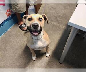 Labrador Retriever-Unknown Mix Dogs for adoption in Houston, TX, USA