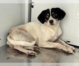 Mutt Dogs for adoption in Martinez, CA, USA