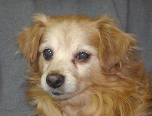 Schweenie Dogs for adoption in Longview, WA, USA
