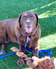Labrador Retriever Dogs for adoption in Pittsburg, CA, USA