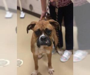 Boxer Dogs for adoption in Snow Camp, NC, USA