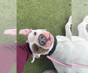 American Pit Bull Terrier-Unknown Mix Dogs for adoption in Pasadena, TX, USA