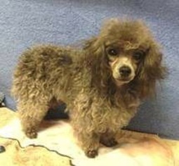 Poodle (Toy) Dogs for adoption in Pawtucket, RI, USA
