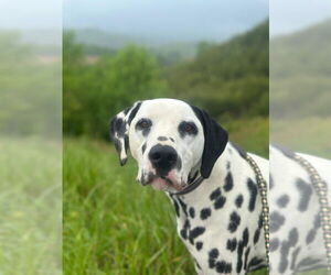 Dalmatian Dogs for adoption in Mouth Of Wilson, VA, USA