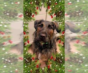 Lab'Aire Dogs for adoption in Center Township, PA, USA