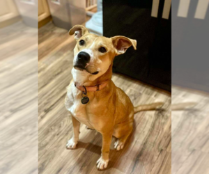 Carolina Dog-Labrador Retriever Mix Dogs for adoption in Springdale, PA, USA