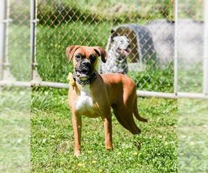 Boxer Dogs for adoption in Chattanooga, TN, USA