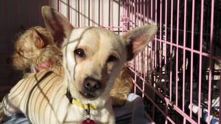 Medium Photo #1 Chihuahua-Unknown Mix Puppy For Sale in Napa, CA, USA