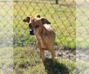 Chiweenie Dogs for adoption in Pacolet, SC, USA