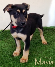 Medium Photo #1 Labrottie Puppy For Sale in San Diego, CA, USA