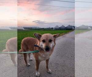 Shiba Inu-Unknown Mix Dogs for adoption in Agoura Hills, CA, USA