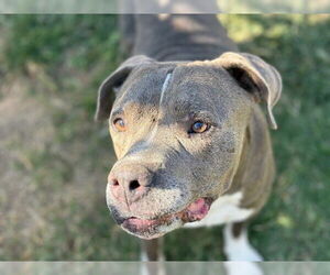 American Pit Bull Terrier-Unknown Mix Dogs for adoption in Tulsa, OK, USA