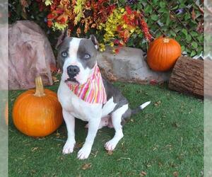American Bulldog Dogs for adoption in Oklahoma City, OK, USA