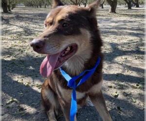 Australian Kelpie Dogs for adoption in Modesto, CA, USA