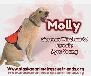 German Wirehaired Pointer-Unknown Mix Dogs for adoption in Anchorage, AK, USA