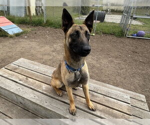 Mutt Dogs for adoption in McKinleyville, CA, USA