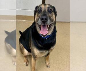 Shepradors Dogs for adoption in Derwood, MD, USA