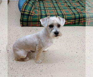 Shih Tzu-Unknown Mix Dogs for adoption in York, SC, USA