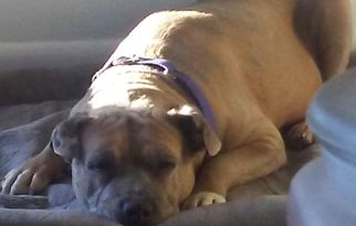 American Pit Bull Terrier Dogs for adoption in Harrisonburg, VA, USA