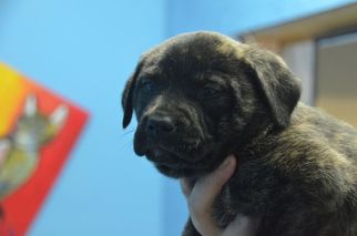 Plott Hound Dogs for adoption in Athens, AL, USA