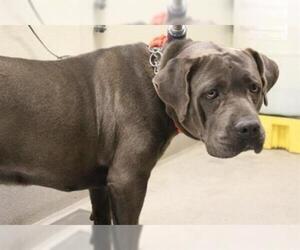 American Bulldog Dogs for adoption in Modesto, CA, USA