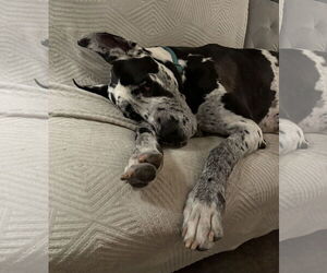 Great Dane Dogs for adoption in Lakewood, CO, USA