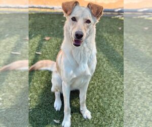 Labrador Retriever-Unknown Mix Dogs for adoption in Woodbury, NY, USA