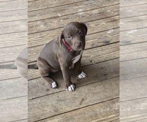 Chocolate Labrador retriever-Unknown Mix Dogs for adoption in SHERBURNE, NY, USA