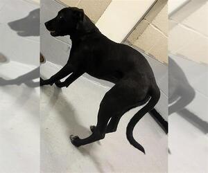 Labrador Retriever-Unknown Mix Dogs for adoption in Augusta, GA, USA