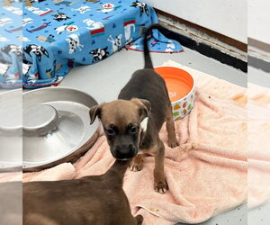 Mutt Dogs for adoption in Chico, CA, USA