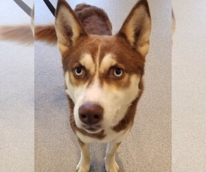 Alaskan Husky Dogs for adoption in Randleman, NC, USA