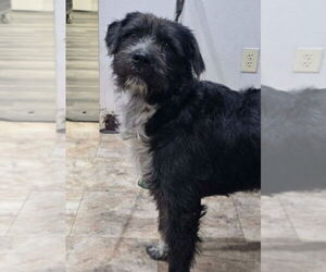 Mutt Dogs for adoption in Lakewood, CO, USA