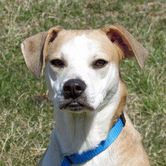 Bogle Dogs for adoption in Madison, IN, USA