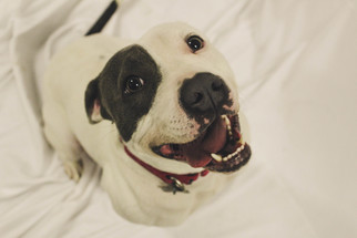 American Bulldog Dogs for adoption in Canton, CT, USA