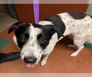 Border Collie-Unknown Mix Dogs for adoption in Rancho Cucamonga, CA, USA