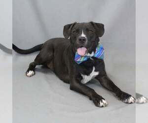 Mutt Dogs for adoption in Shelburne, VT, USA