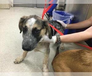Australian Shepherd-Unknown Mix Dogs for adoption in Riverside, CA, USA