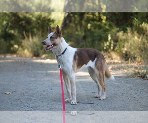 Mutt Dogs for adoption in Paso Robles, CA, USA