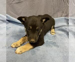 German Shepherd Dog-Unknown Mix Dogs for adoption in Modesto, CA, USA