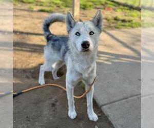 Siberian Husky Dogs for adoption in Modesto, CA, USA