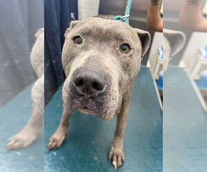 Mutt Dogs for adoption in Mobile, AL, USA