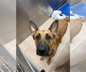 German Shepherd Dog Dogs for adoption in Martinsburg, WV, USA