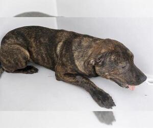 Mutt Dogs for adoption in Houston, TX, USA