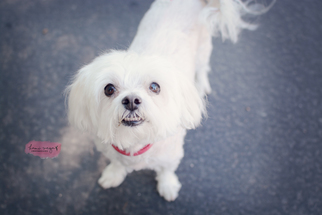 Maltese Dogs for adoption in Sandy, UT, USA