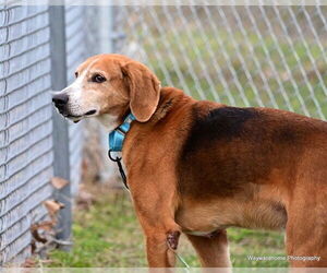 Mutt Dogs for adoption in Ocala, FL, USA