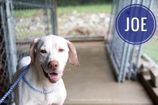 Pointer Dogs for adoption in Kendallville, IN, USA