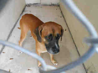 Boxer Dogs for adoption in Green Cove Springs, FL, USA